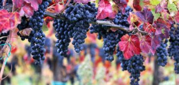 vendemmia in fattoria