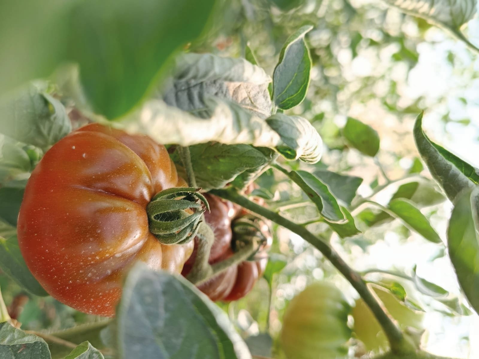 Pomodoro coltivato in azienda